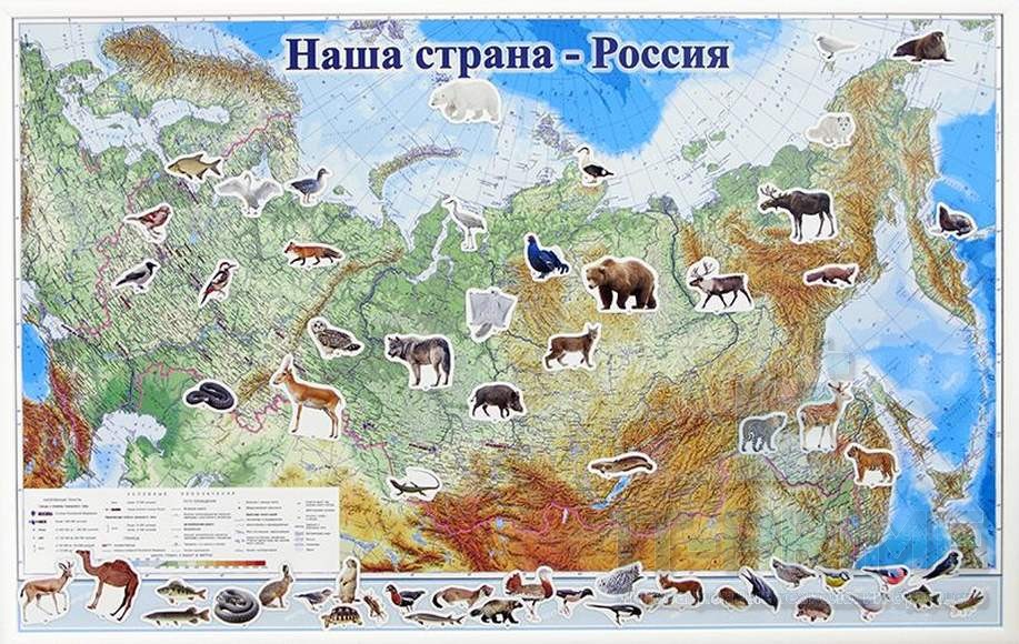 Какие звери находятся. Карта России с животными. Животные России на карте. Животнын Росси НС карте. Животный обитающие в России на карте.
