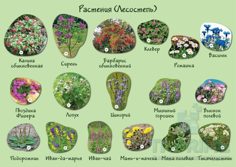 Набор магнитных карточек "Растения"